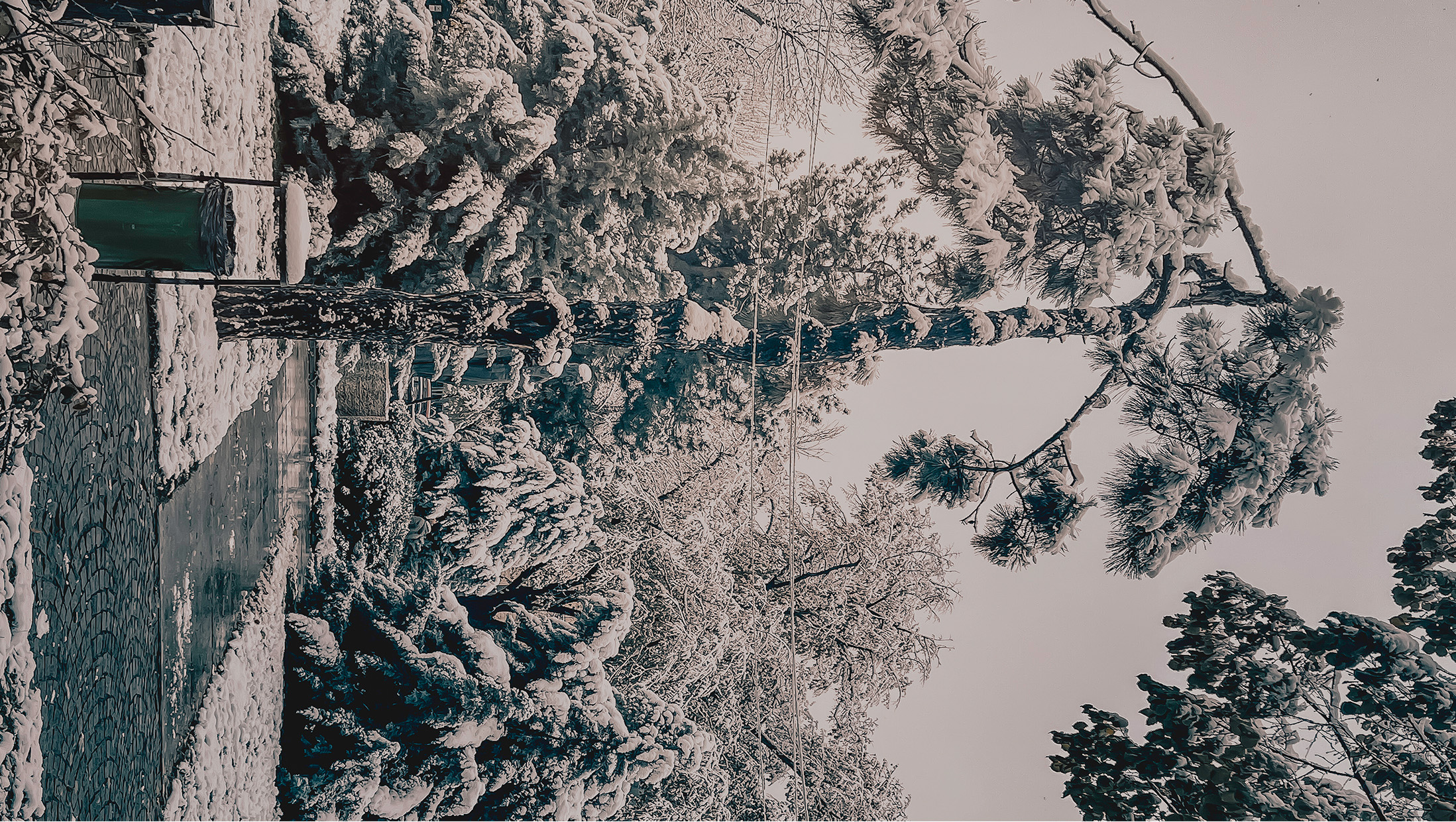Snow-covered trees and a quiet woodland path
