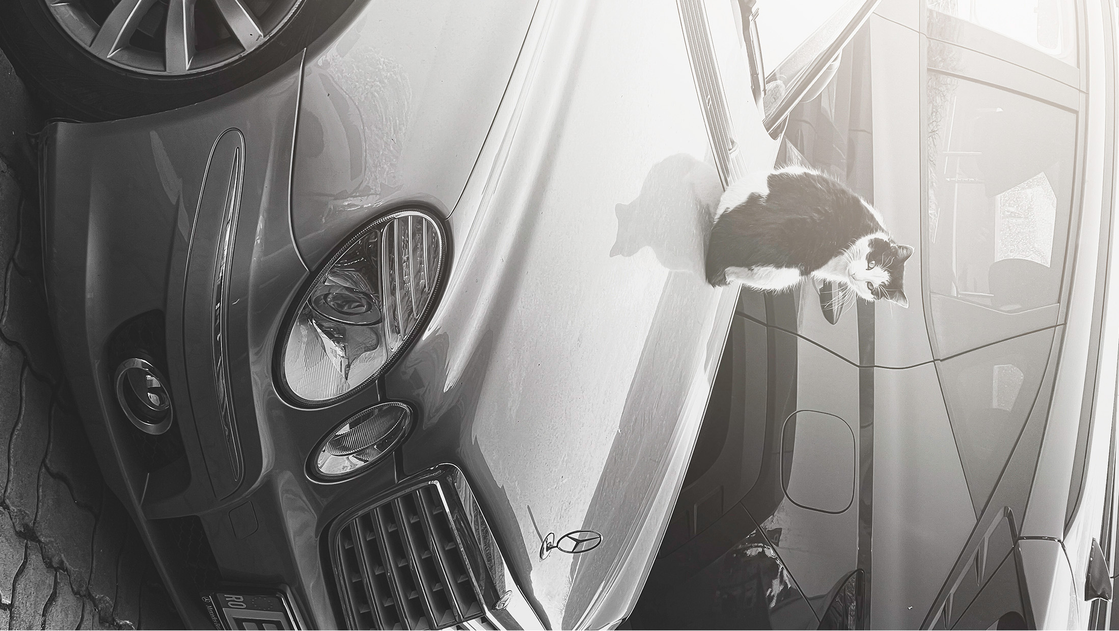 Black-and-white cat standing on a sunlit car
