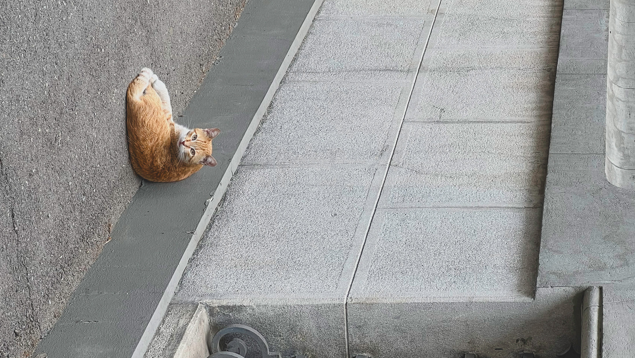 Ginger cat resting beside a stone wall