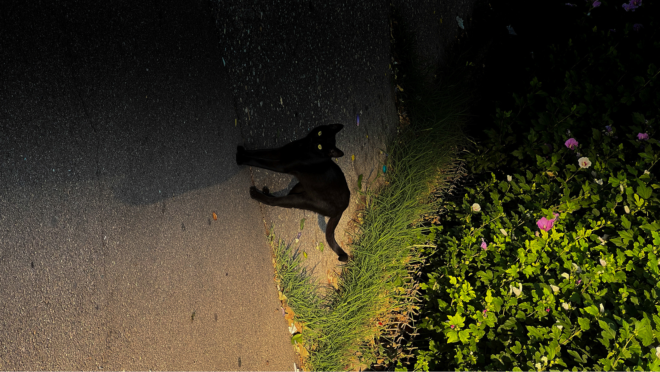 Black cat resting beside flowering greenery