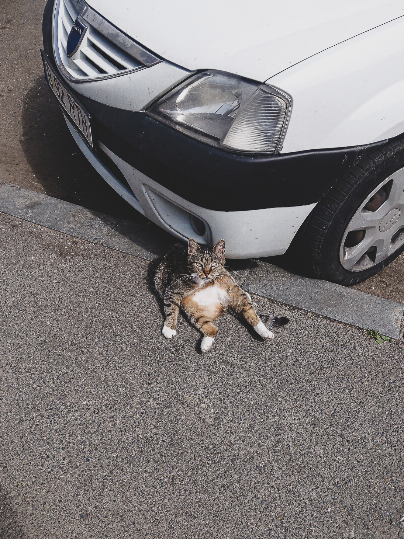 Street cat resting beneath the front of a parked car