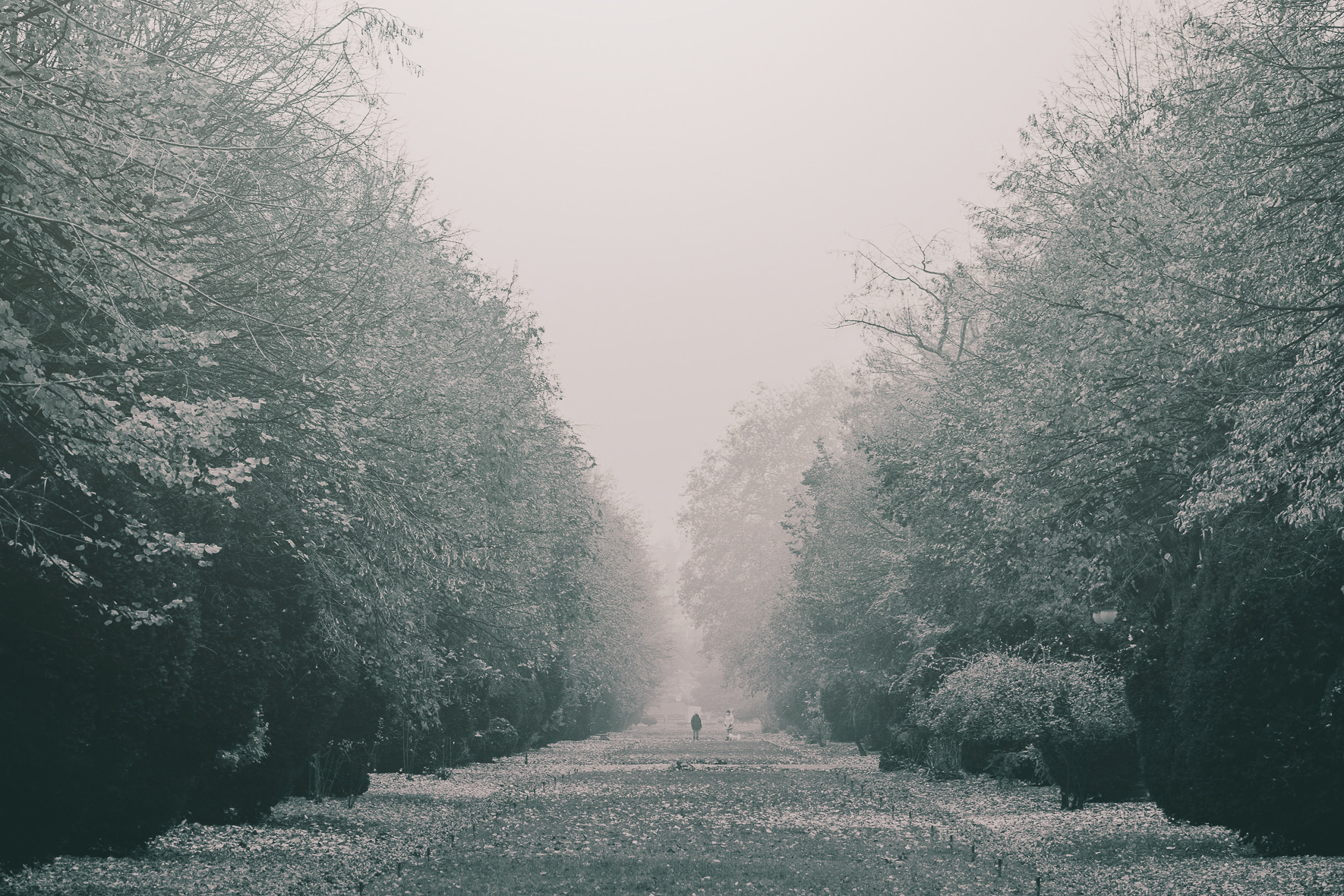 Fog settling over a long tree-lined path in winter